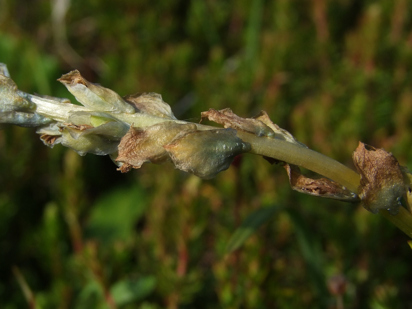 Image of Lagotis minor specimen.