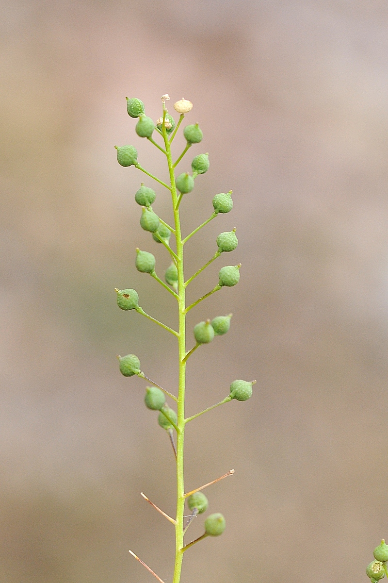 Image of Neslia apiculata specimen.