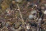 Agrostis trinii