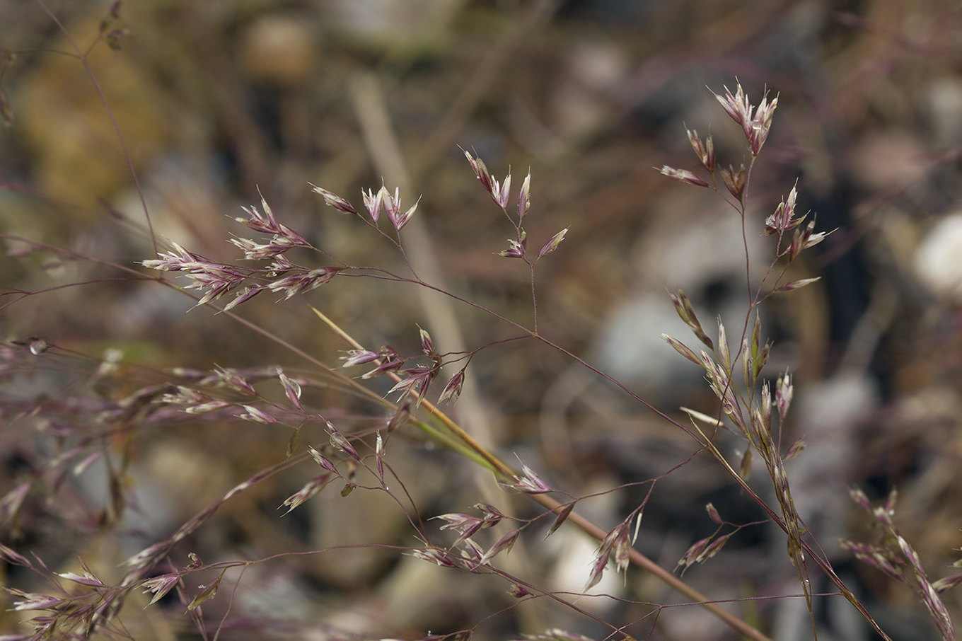 Изображение особи Agrostis trinii.