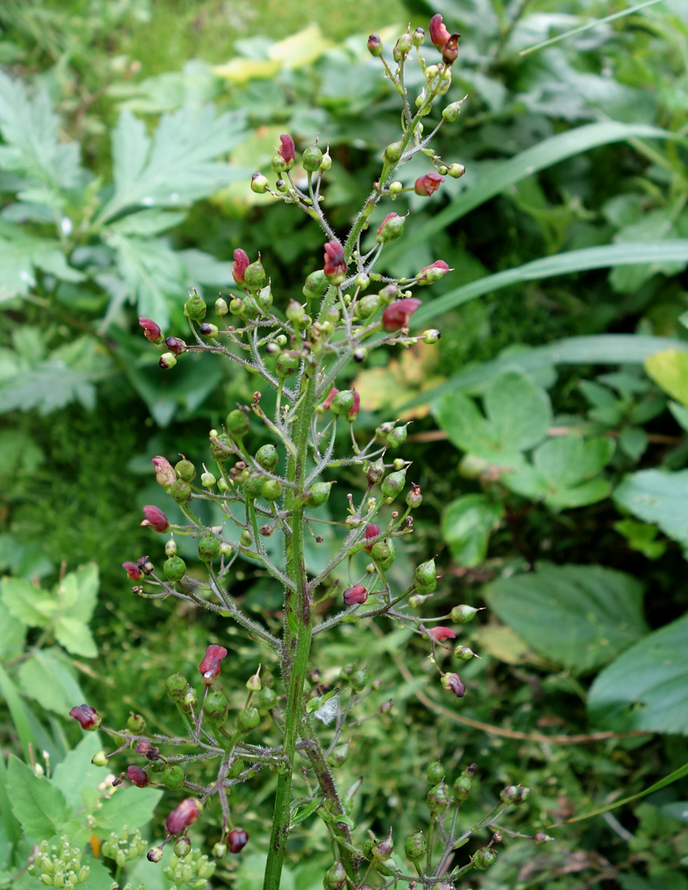 Изображение особи Scrophularia grayana.