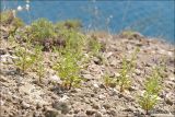 Cleome canescens