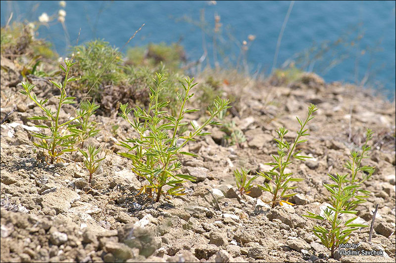 Изображение особи Cleome canescens.