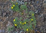 Potentilla acaulis