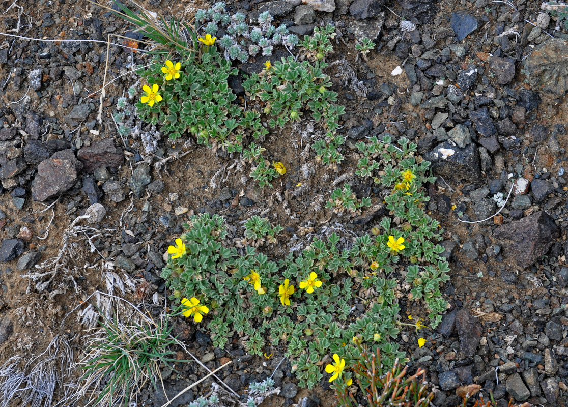 Image of Potentilla acaulis specimen.