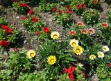род Gazania