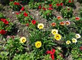 genus Gazania