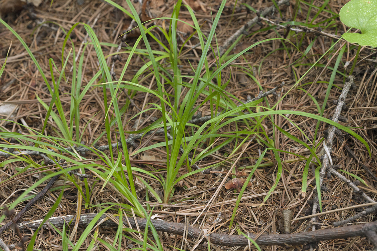 Изображение особи Carex subumbellata.