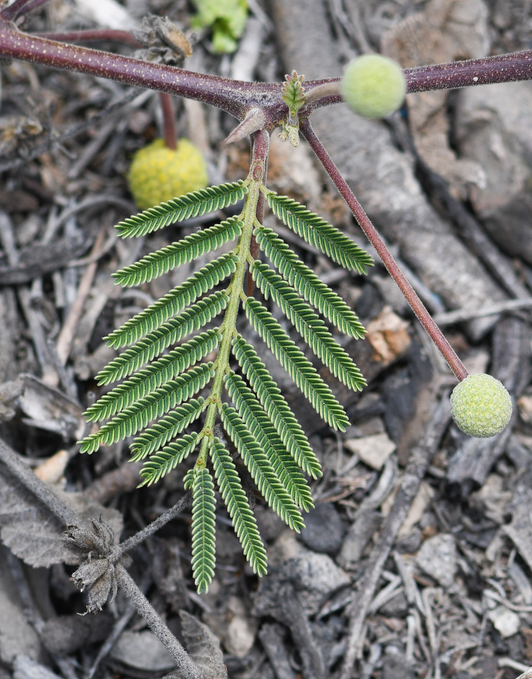 Изображение особи Vachellia aroma var. huarango.