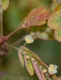 Phyllanthus niruri