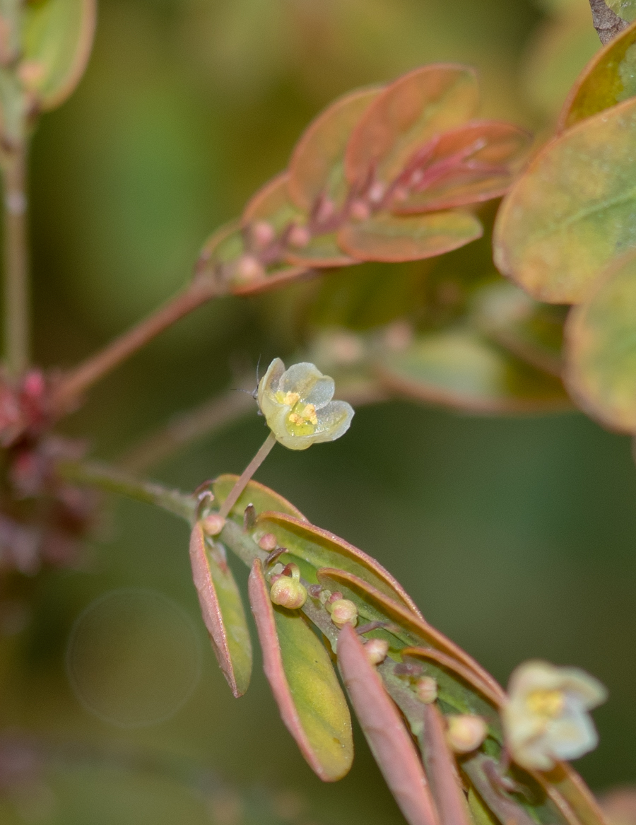 Image of Phyllanthus niruri specimen.