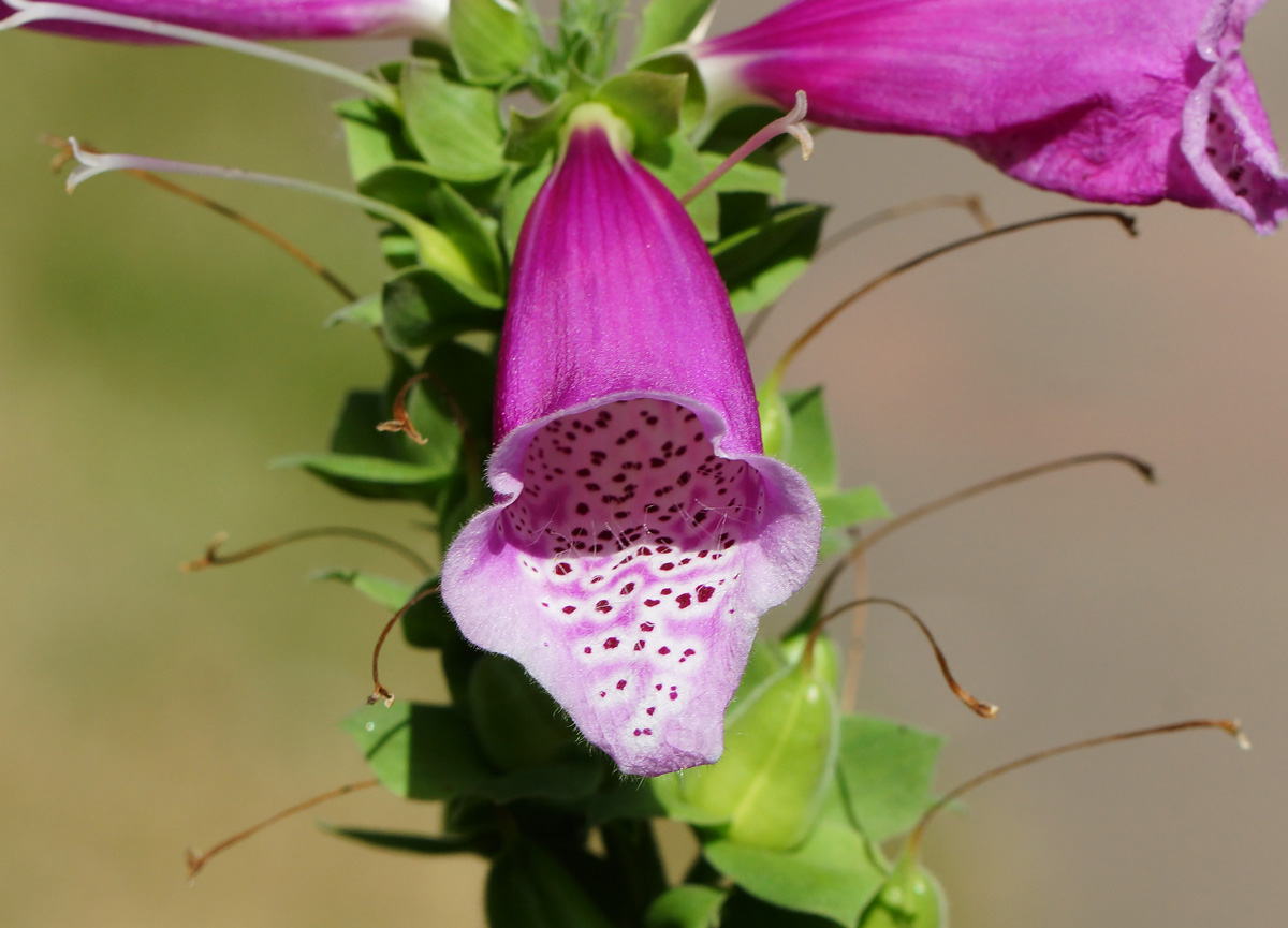 Изображение особи Digitalis purpurea.