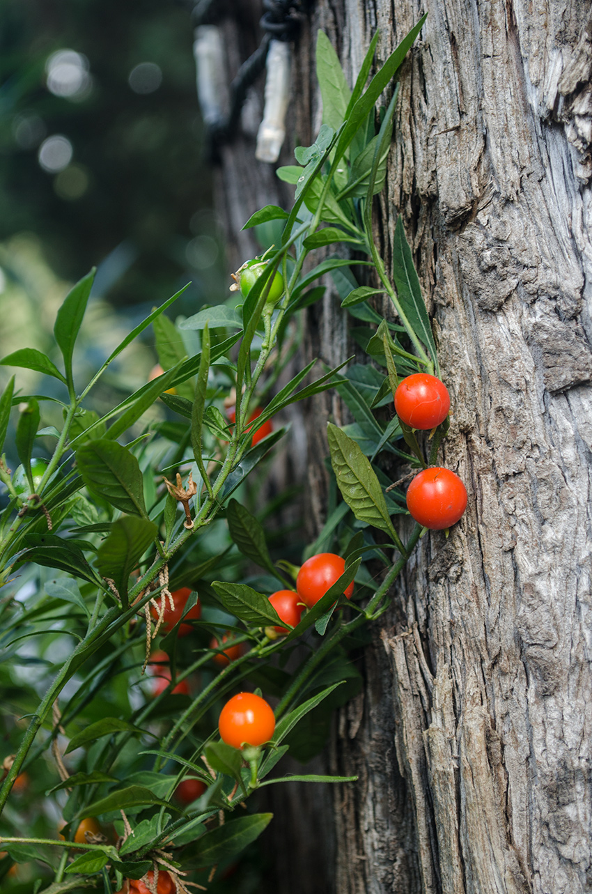 Image of Solanum pseudocapsicum specimen.