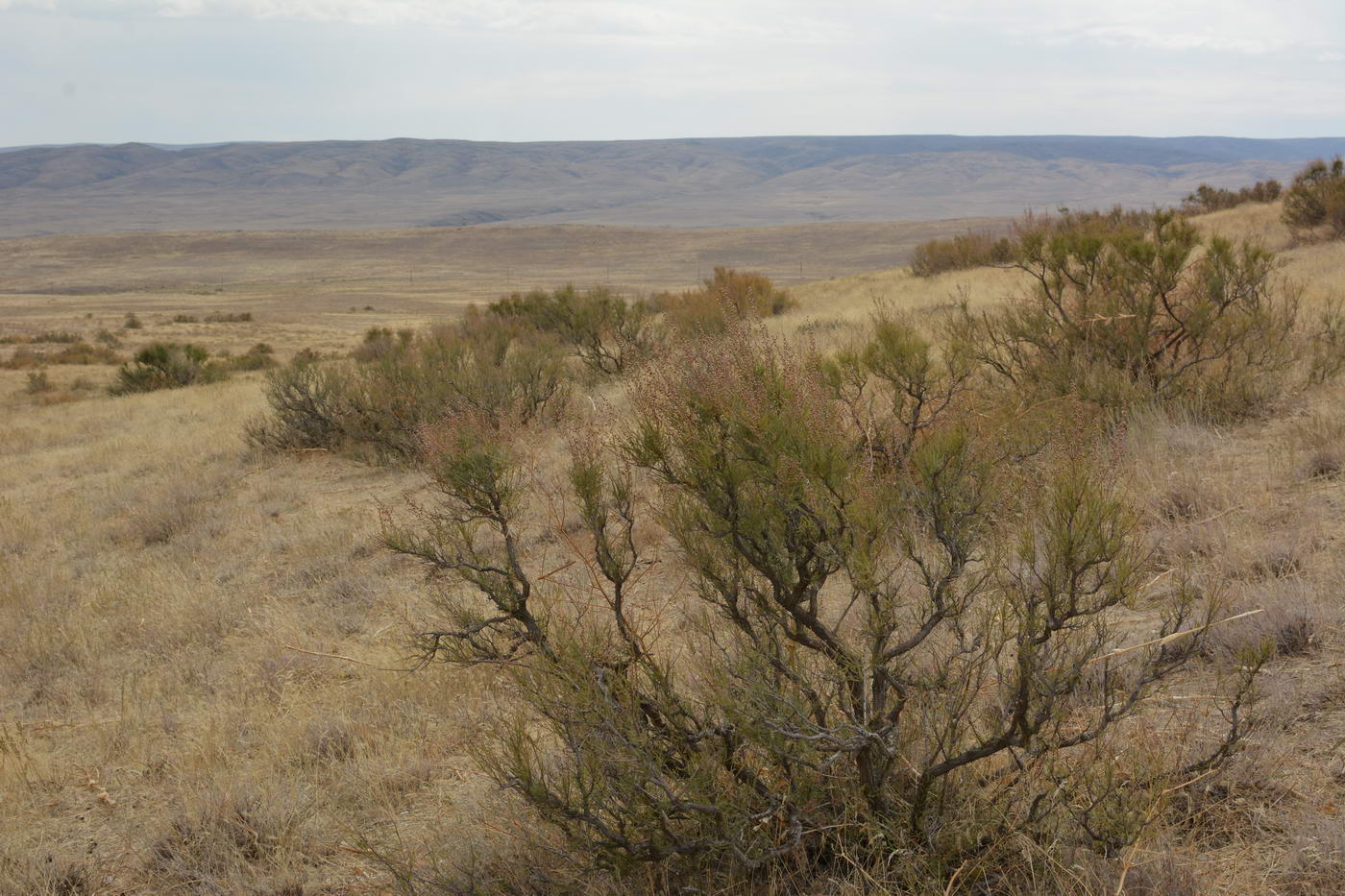 Image of Spiraeanthus schrenkianus specimen.