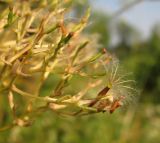 Valeriana wolgensis