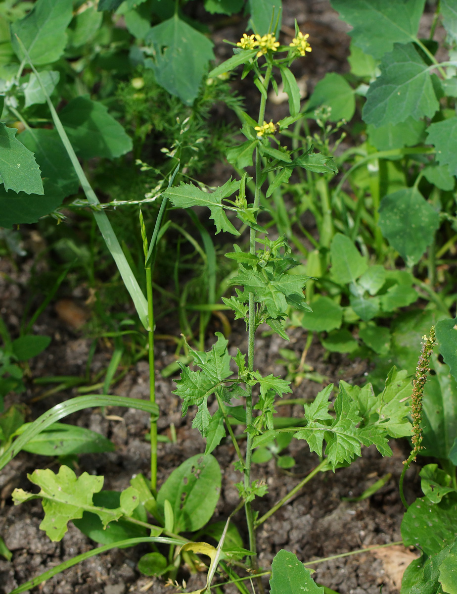 Image of Sisymbrium officinale specimen.