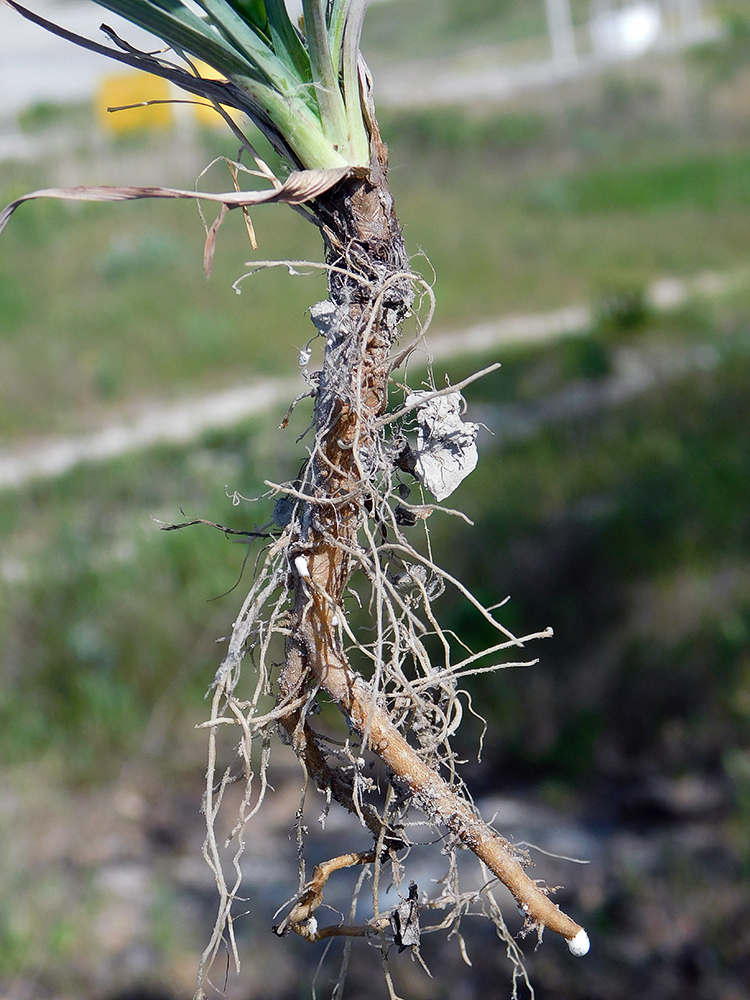 Image of Tragopogon dubius specimen.