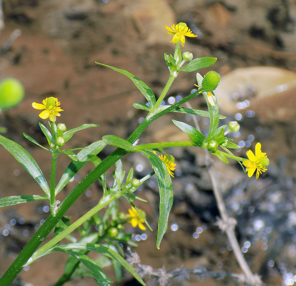 Image of Ranunculus sceleratus specimen.