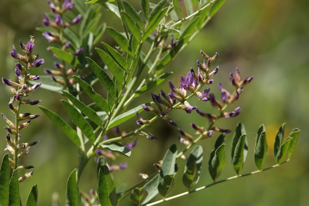 Image of Glycyrrhiza glabra specimen.