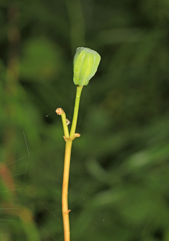 Изображение особи Fritillaria camschatcensis.