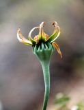 Ostrowskia magnifica