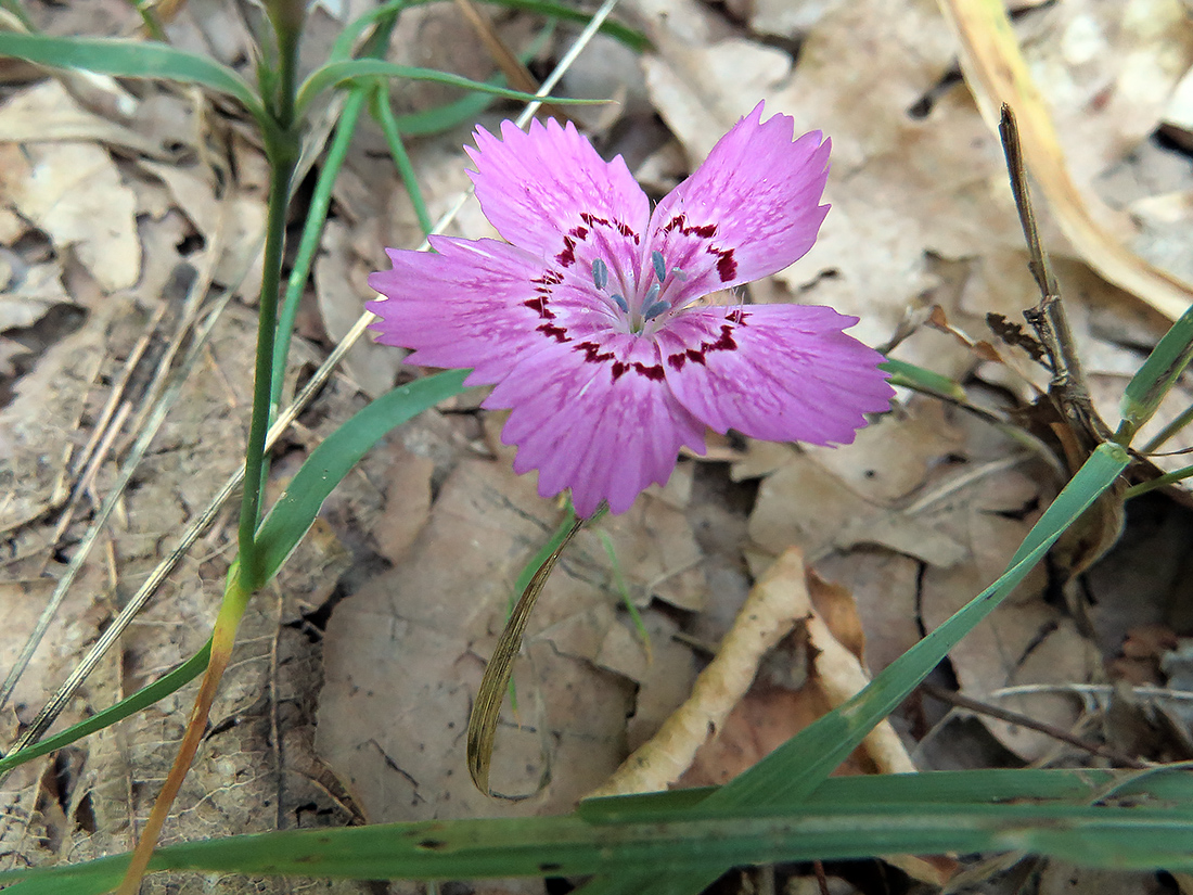 Изображение особи Dianthus fischeri.