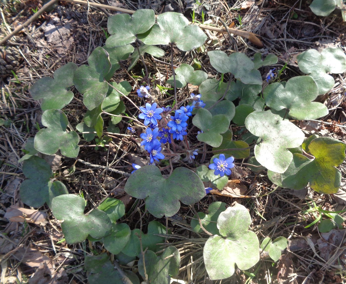 Image of Hepatica nobilis specimen.