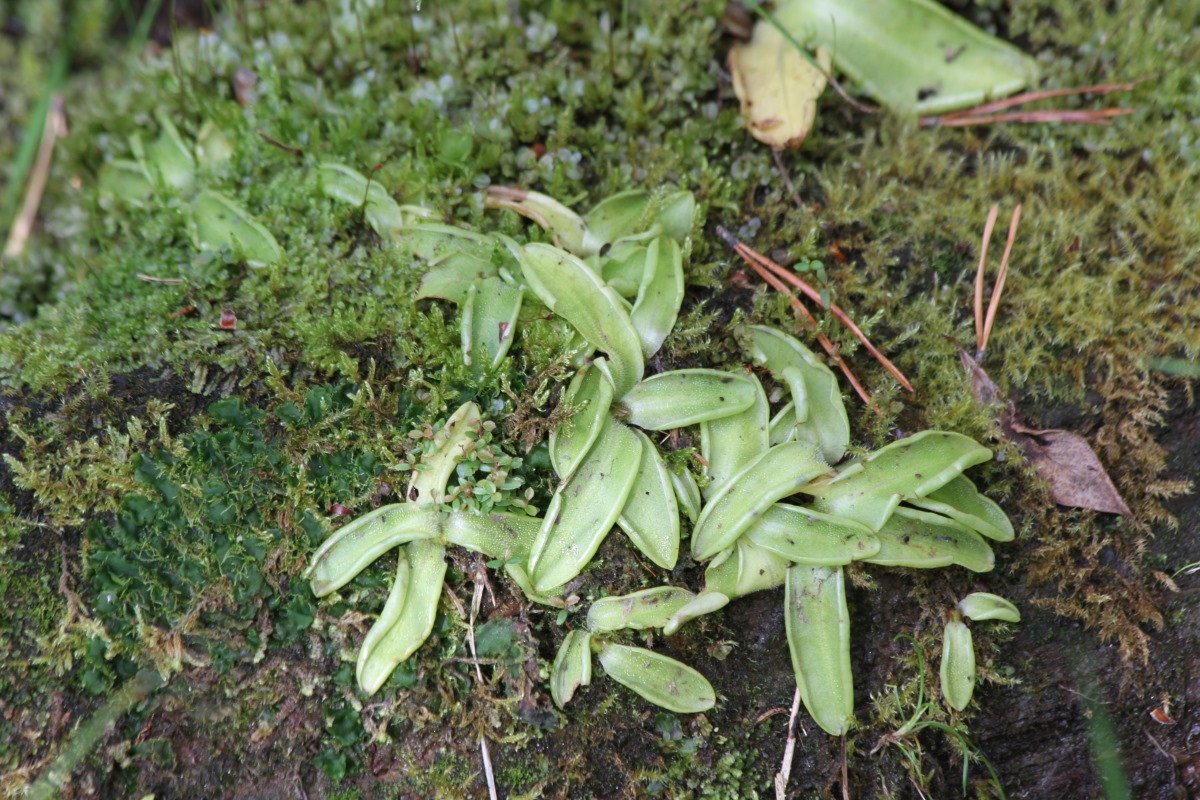 Изображение особи Pinguicula vulgaris.