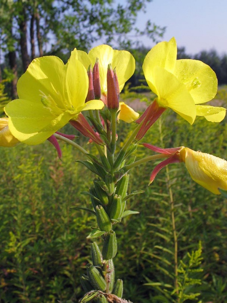 Image of Oenothera coronifera specimen.