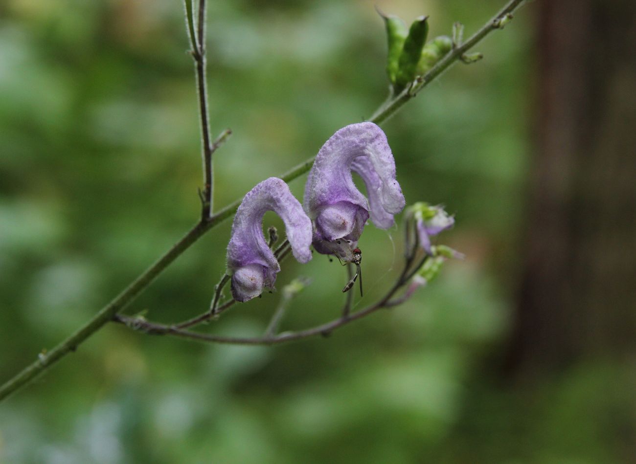 Изображение особи Aconitum septentrionale.