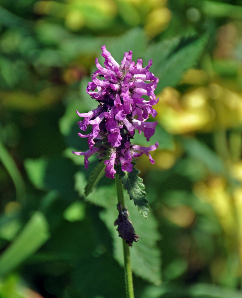 Изображение особи Betonica officinalis.