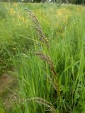 Deschampsia cespitosa