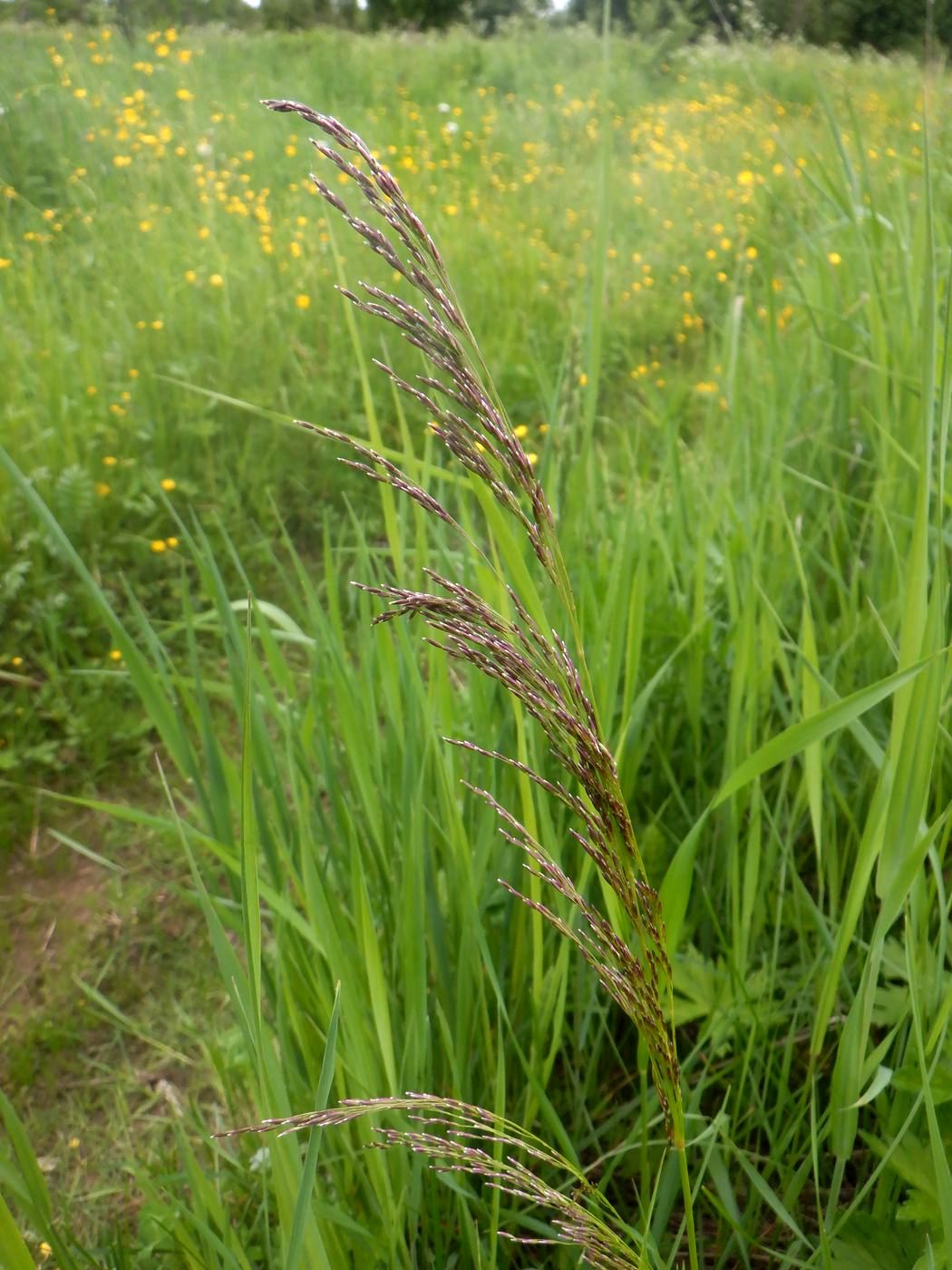 Изображение особи Deschampsia cespitosa.