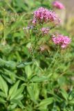 Centranthus ruber