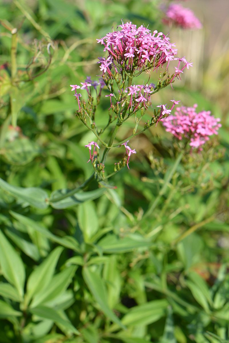 Image of Centranthus ruber specimen.