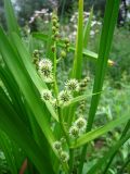 Sparganium erectum
