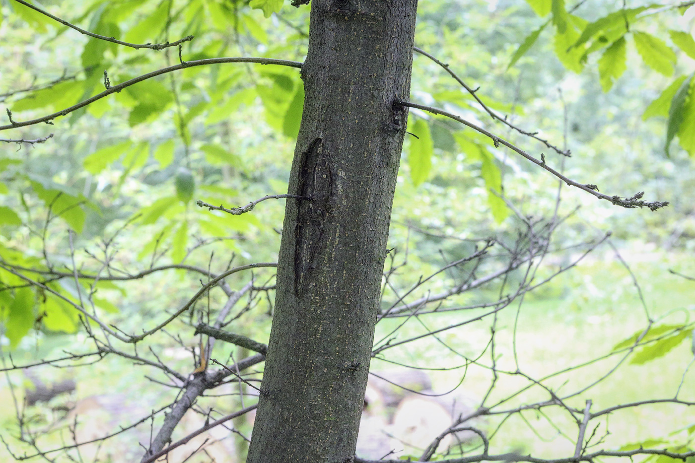 Image of Quercus castaneifolia specimen.