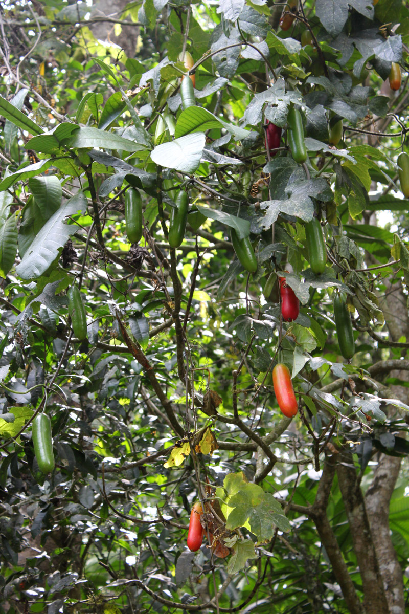 Image of Coccinia grandiflora specimen.