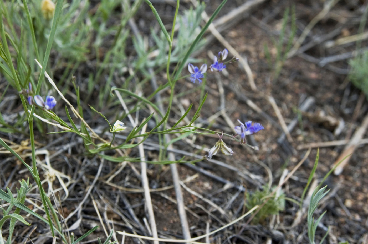 Изображение особи Polygala tenuifolia.