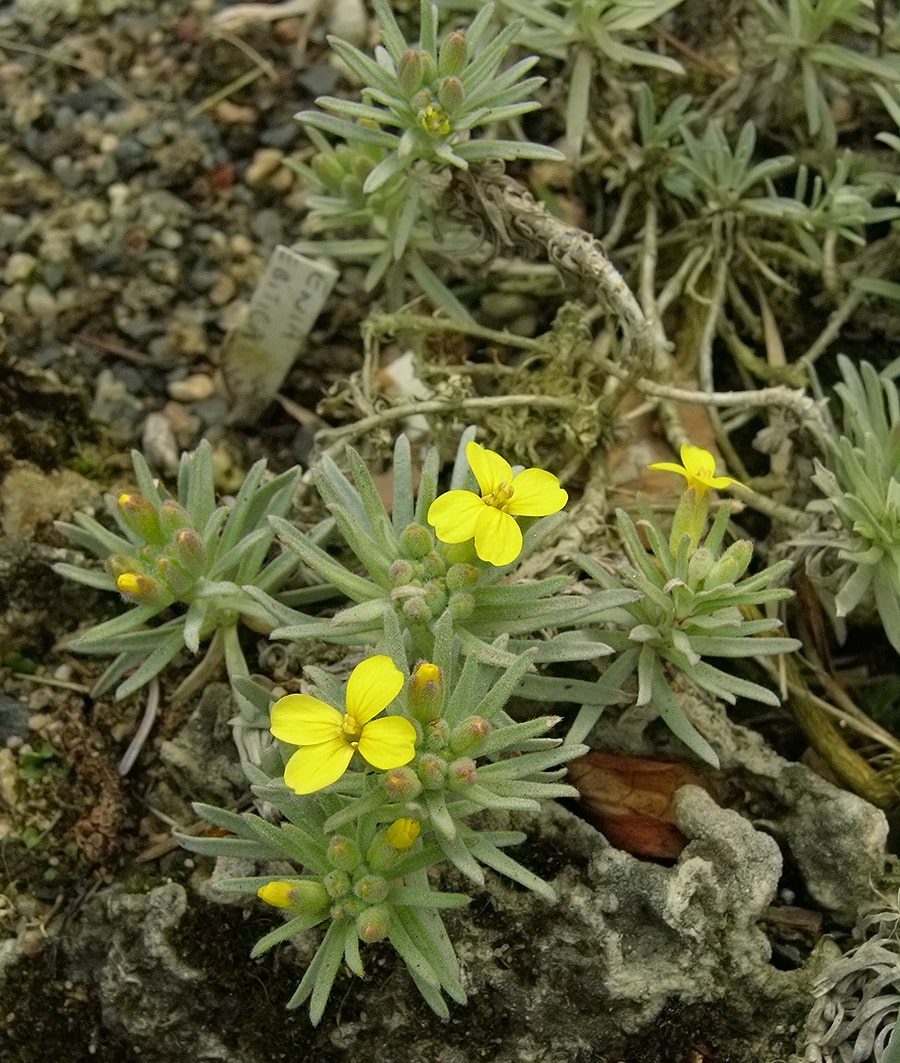 Image of Degenia velebitica specimen.