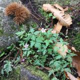 Geranium robertianum. Цветущее растение (справа вверху - оболочка (плюска) плодов каштана Castanea sativa). Краснодарский край, Туапсинский р-н, северный макросклон горы Индюк, опушка широколиственного леса с преобладанием Castanea sativa, каменистая осыпь. 03.10.2020.