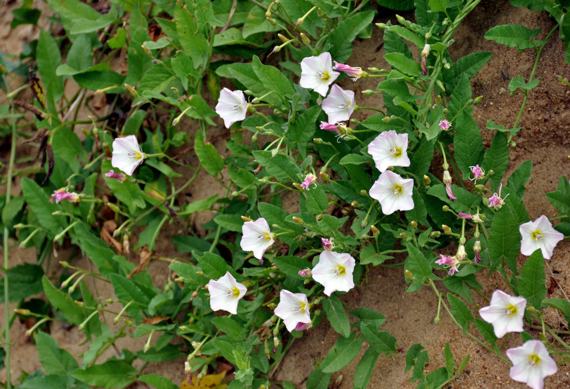 Изображение особи Convolvulus arvensis.