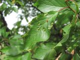 Prunus cerasifera. Лист с галлами Cacopsylla pruni. Кабардино-Балкария, Эльбрусский р-н, окр. с. Нейтрино, ок. 1800 м н.у.м., склон. 09.07.2020.