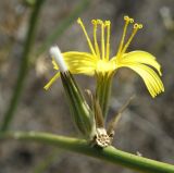 Image of taxon representative. Author is Андрей Любченко