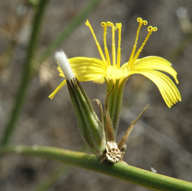 Изображение особи Chondrilla juncea.