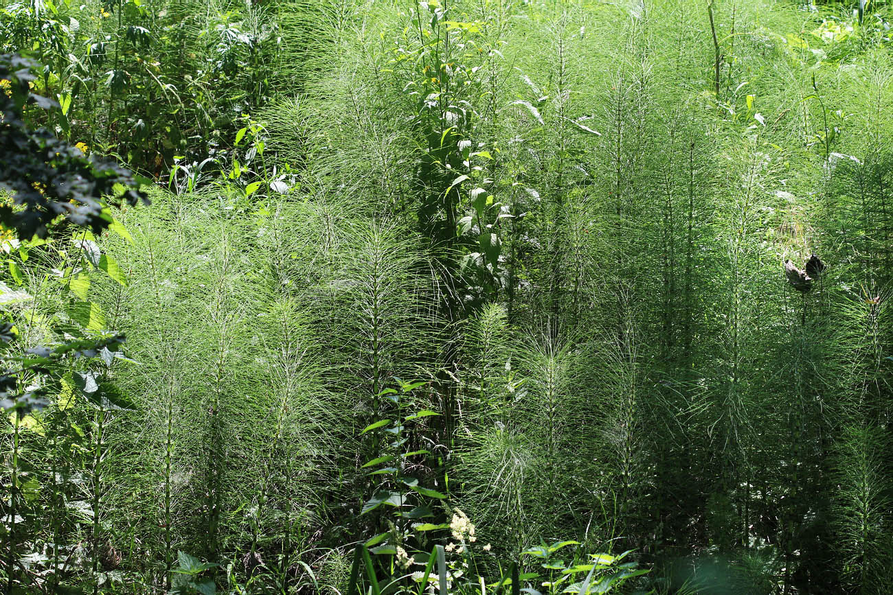 Image of Equisetum telmateia specimen.