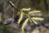 Salix eleagnos