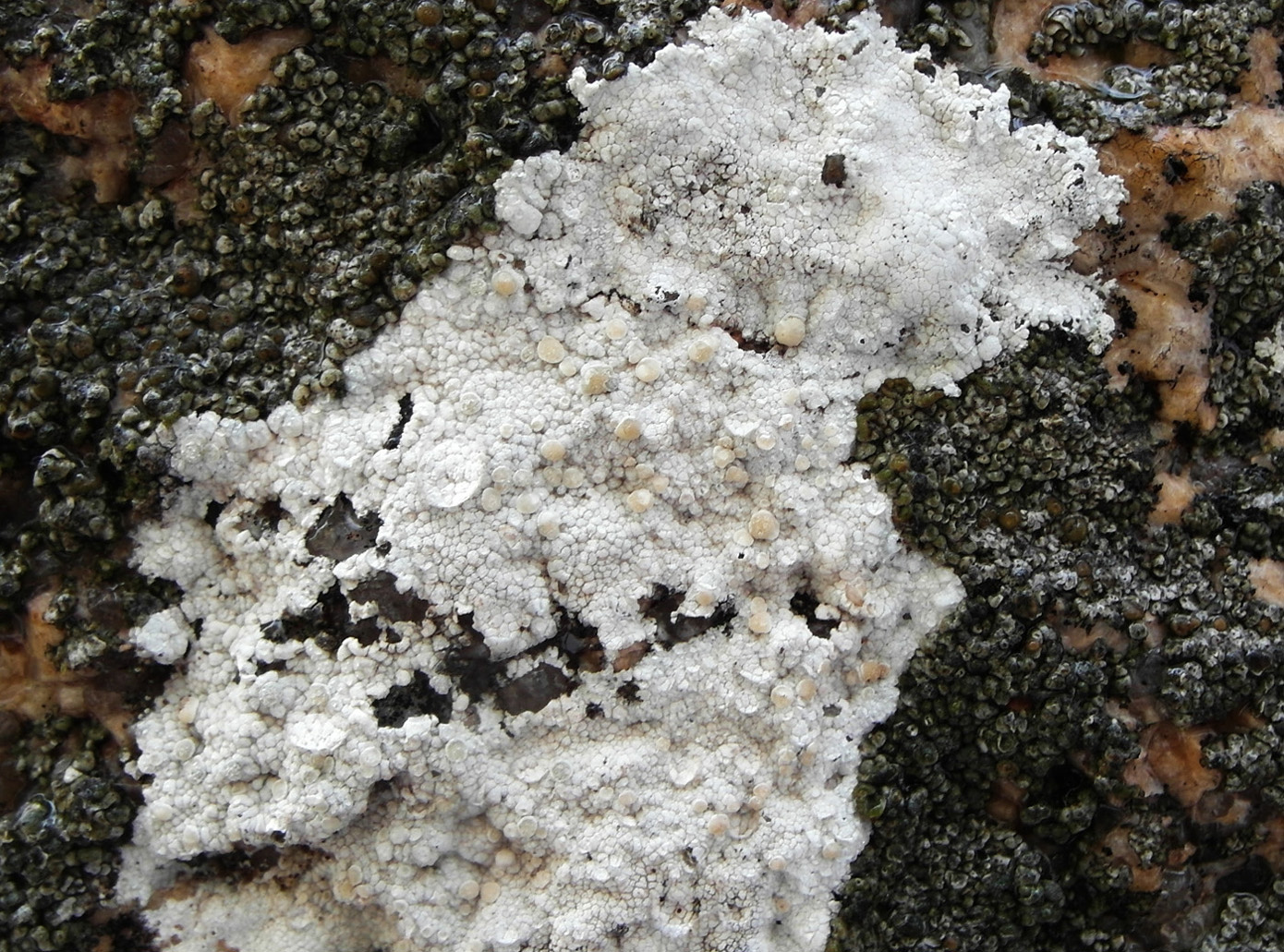 Image of Lecanora rupicola specimen.