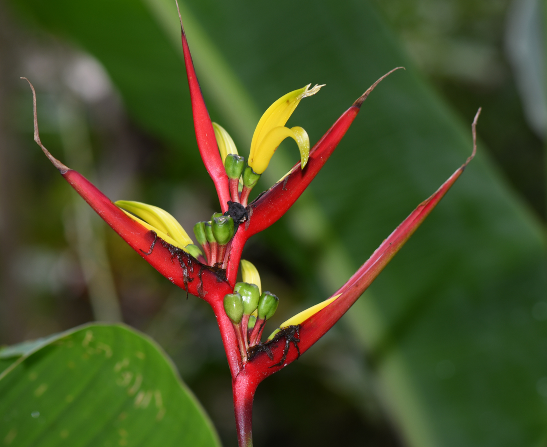 Image of Heliconia subulata specimen.