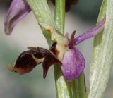 Ophrys × aghemanii. Цветок (гибрид Ophrys mammosa subsp. caucasica Woronow ex Grossh. и Ophrys oestrifera M. Bieb.). Краснодарский край, м/о город-курорт Анапа, окр. с. Большой Утриш, можжевеловый лес. 3 мая 2021 г.